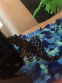 Pleco (fish that eats waste)