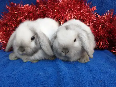 EXTRAORDINARY Netherland dwarf, Holland lop, mini rex, lionhead, View more