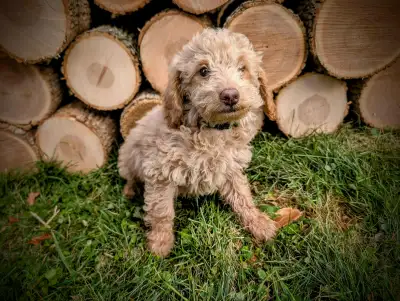 Mini Poodle Pups, View more