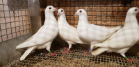 White racing homing pigeons 