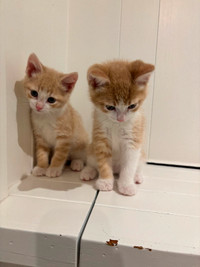 Beautiful playful litter trained kittens!