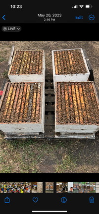 Single Honeybee Hives