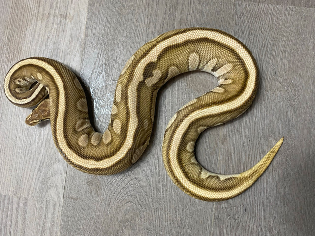 Male cypress butter blade yb in Reptiles & Amphibians for Rehoming in St. Albert - Image 2