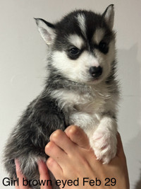 Husky Puppies for Sale Born Feb 22