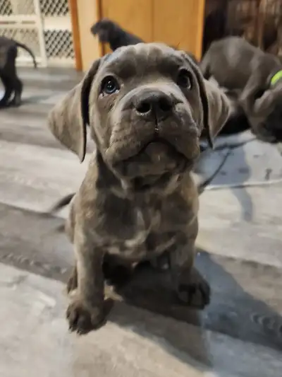 Pure Breed Cane Corso puppies, View more