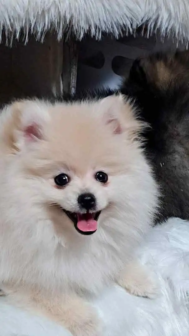 2 Pomeranian puppies in Dogs & Puppies for Rehoming in North Shore - Image 7