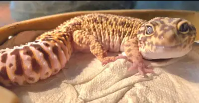 Leopard gecko , View more