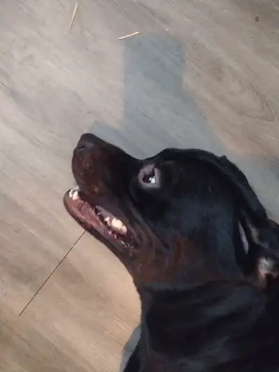 ADOPTION PENDING dog free to good home, View more