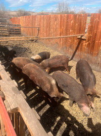 Several Hereford and Hereford Cross Pigs