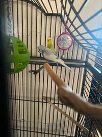 3 Budgies & a cage