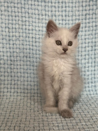 Mainecoon  purebred kittens