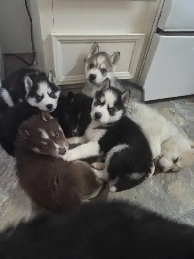 siberian husky pups, View more