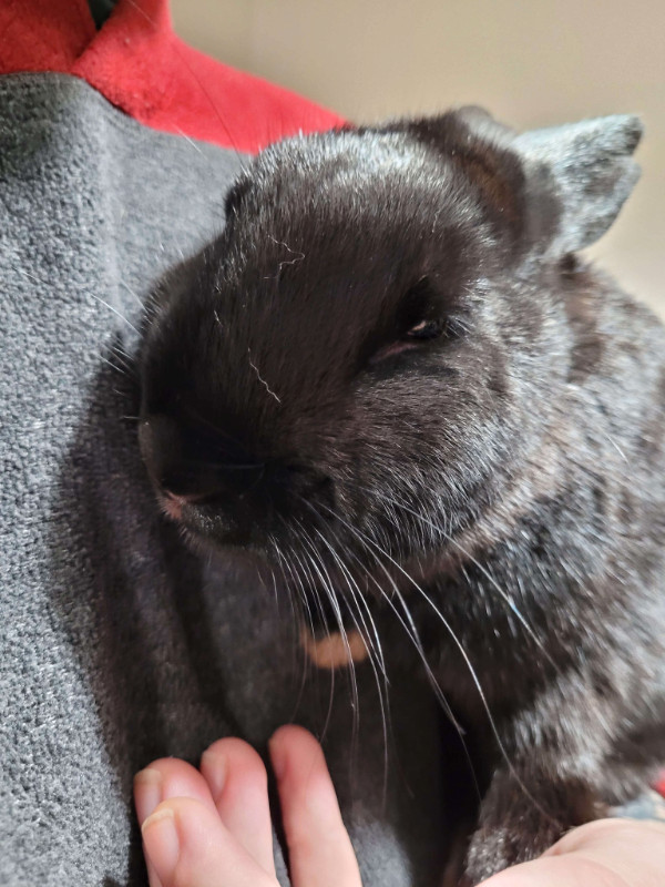 Bunny needs new home in Small Animals for Rehoming in Campbell River - Image 2