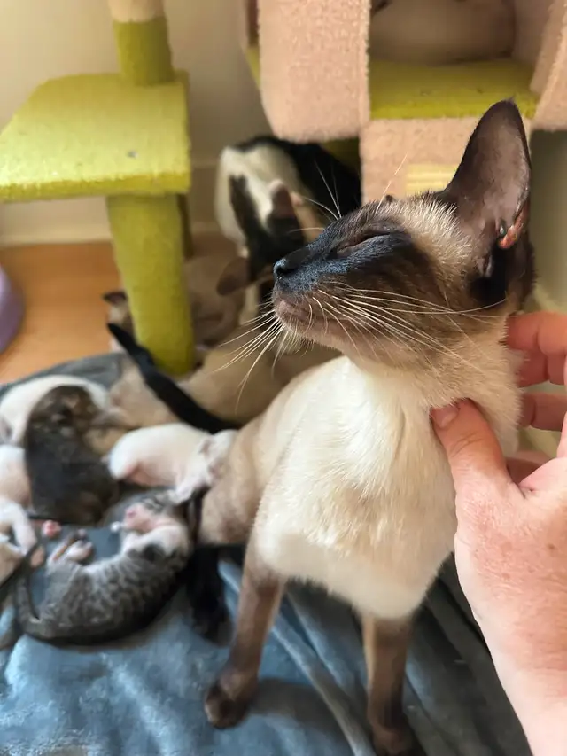 Deux Femelles siamois in Cats & Kittens for Rehoming in Saint-Hyacinthe - Image 2
