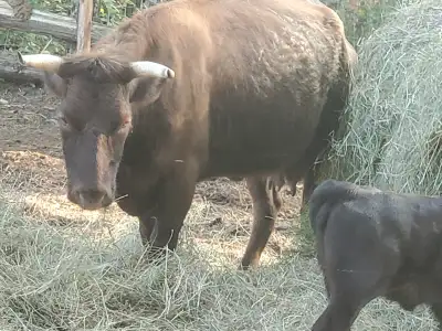 2 red Dexter cow calf pairs low line angus sired the calfs, View more