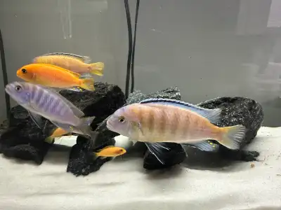 African cichlids, View more