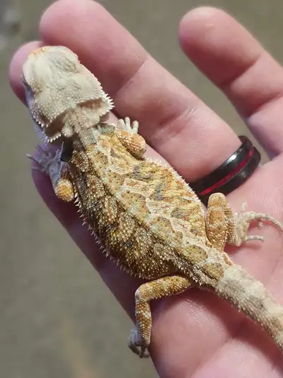 All eating very well last of the clutch for this season