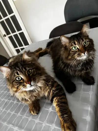 Two neutered brother cats for rehoming - with accessories, View more