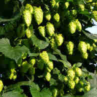 Houblon 