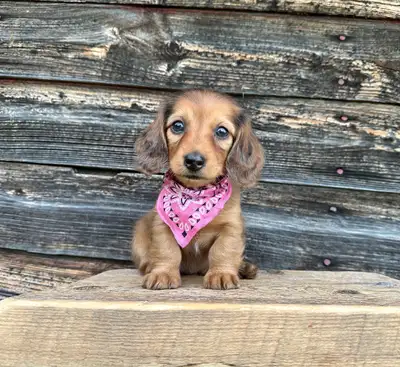 Miniature longhaired dachshunds, View more
