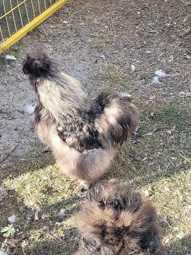Silkie Roosters to re-home in Livestock in Red Deer - Image 4