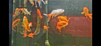 Goldfish & Poisson Rouge