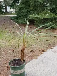 Free medium sized spiky plant.