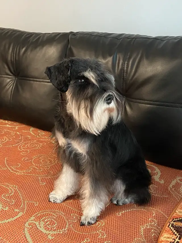 Miniature Schnauzer Puppies in Dogs & Puppies for Rehoming in City of Toronto - Image 4