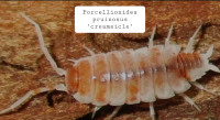 Porcellionides pruinosus "creamsicle" (12)