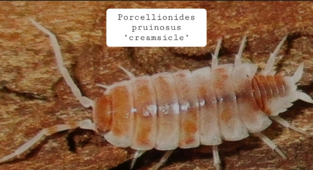 Porcellionides pruinosus "creamsicle" (12) dans Autres animaux à adopter  à Longueuil/Rive Sud