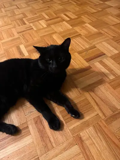 Cat for sale, View more