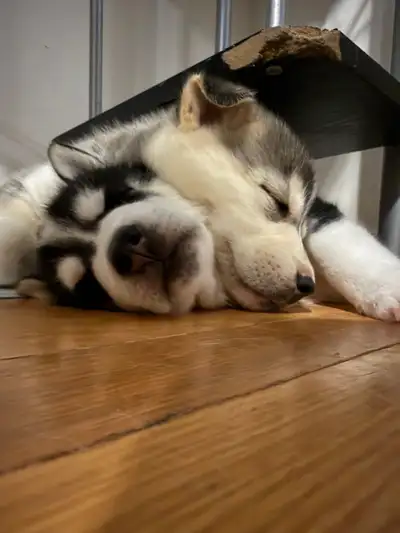 Adorable husky puppies- 1 male & 1 female, View more