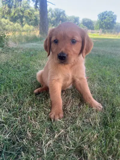 Red Retriever Puppies For Sale! Ready to go!!, View more