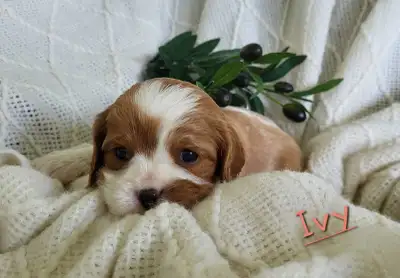 Cavalier King Charles puppies, View more
