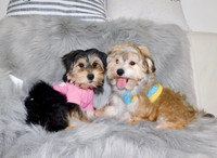 Tiny toy morkie puppies  available.