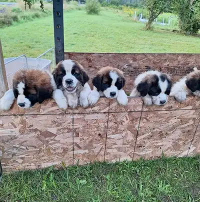 Saint Bernard puppies looking for their forever homes!, View more