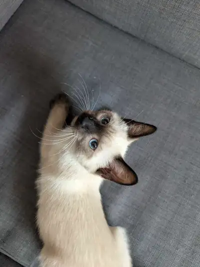 Nos chatons sont magnifiques 1000%, les parents sont Tonkinois-Tonkinois et Tonkinois-Ragdoll. Nos c...