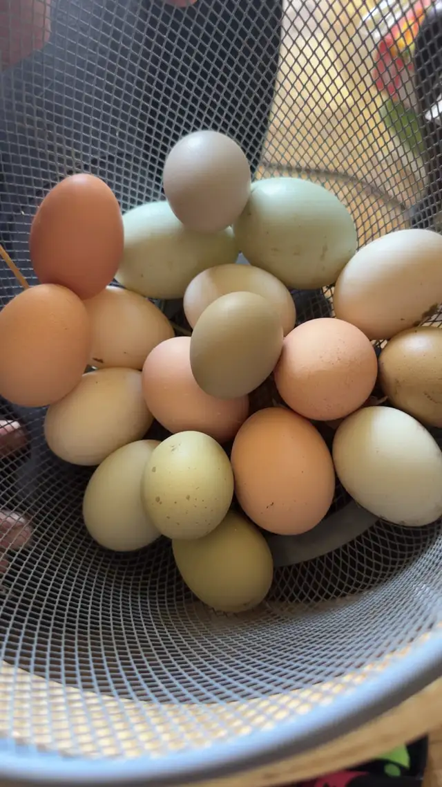 fertile chicken and duck eggs  in Livestock in Kingston - Image 2