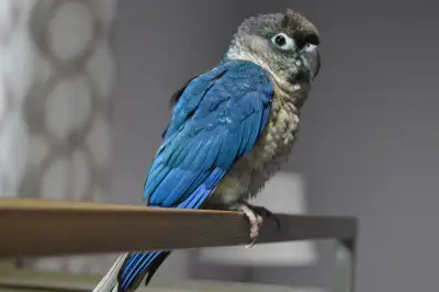 Magnifique conure joue verte "yellow side" "SFV, View more