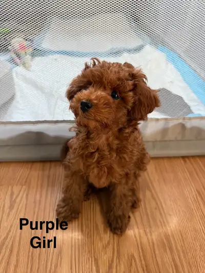 Red miniature poodle puppies Attention 2.0 Pet Parents, I have red, miniature poodle puppies. Both p...