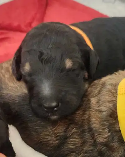 CKC REGISTERED STANDARD POODLE PUPS, View more