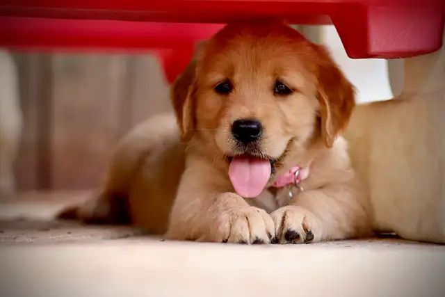 Golden retriever puppies in Dogs & Puppies for Rehoming in Mississauga / Peel Region - Image 6
