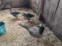 Goose hatching eggs