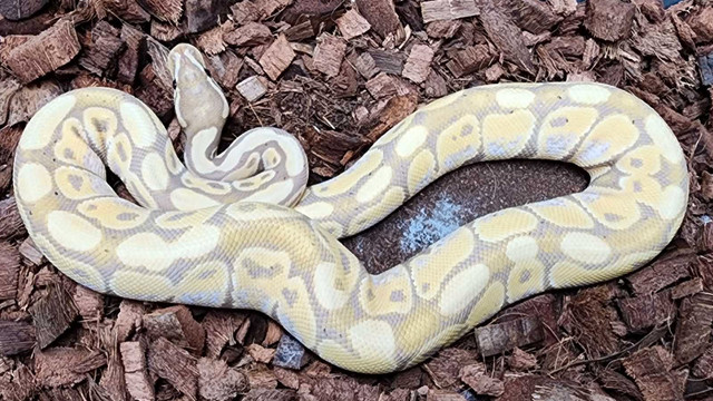 Pastel Banana Ball Python in Reptiles & Amphibians for Rehoming in Cambridge
