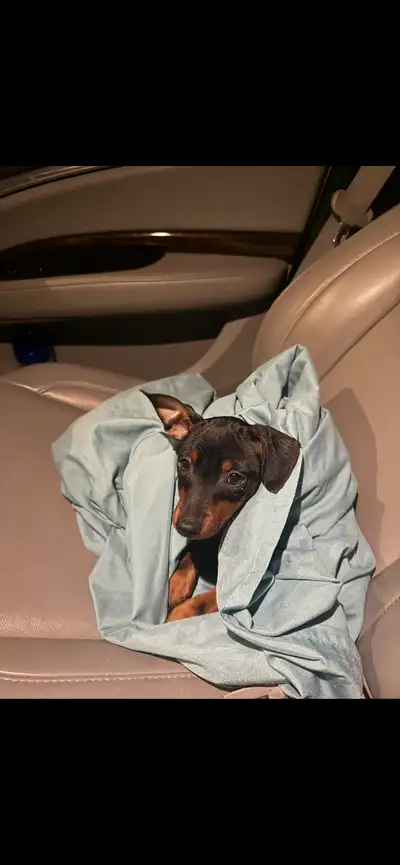 Miniature pinscher, View more