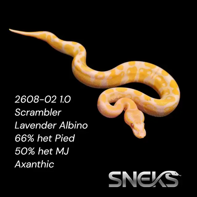 Scrambler Lavender Albino Ball Python - Male - ID 2608-02 | Reptiles ...