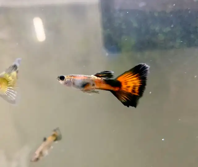 Selling 100 Orange Black Dumbos **juvenile** Guppies for $50 in Fish for Rehoming in City of Toronto - Image 3