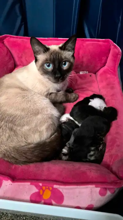  Adorable Siamese/Bengal Mix Kittens – Ready Nov 24 , View more