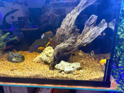 peacock cichlids, View more