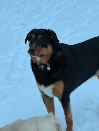 1-Year-Old Border Collie Mix Looking for His Perfect Match, View more